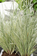 Detailfoto van Lomandra longifolia 'White Sands'