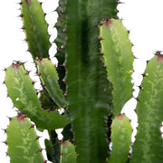 Euphorbia acrurensis, kandelaarvormige stengels, 60 cm hoog