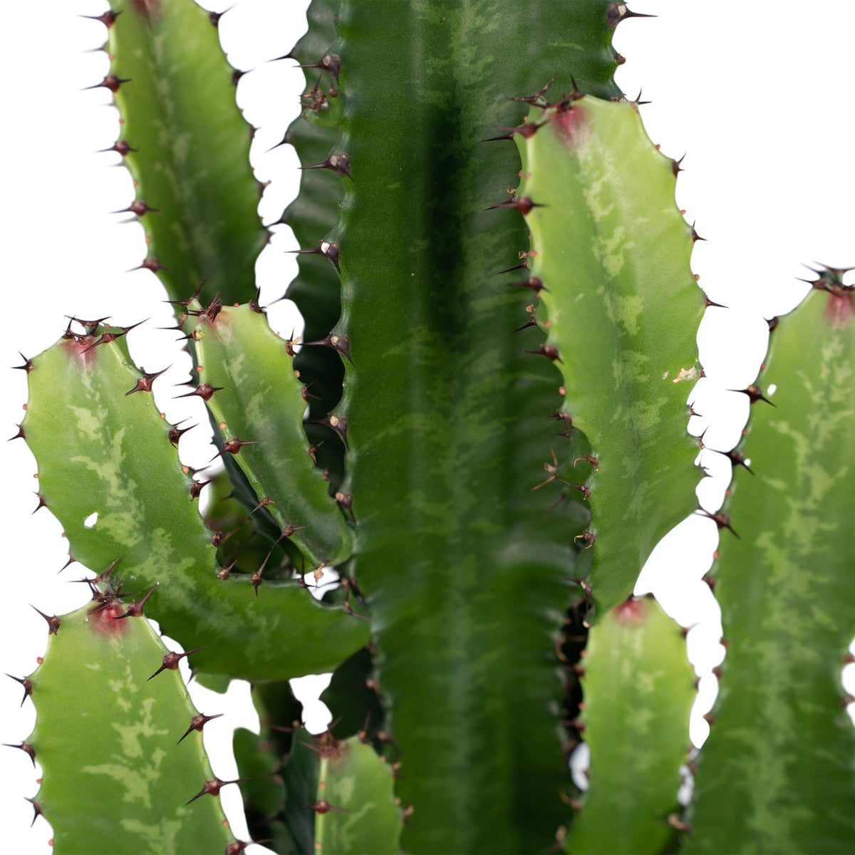 Detailfoto van Euphorbia acrurensis, kandelaarvormige stengels, 60 cm hoog
