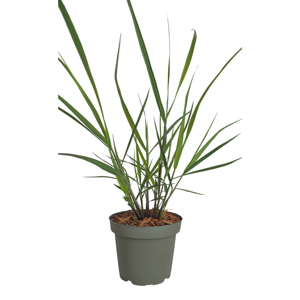 Vingergras Panicum 'Rotstrahlbusch', herfstkleur, sierlijke plant