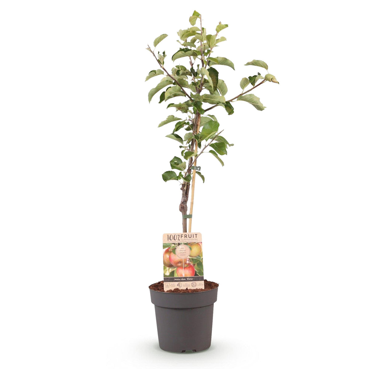 Malus domestica Elstar, kenmerkend blad