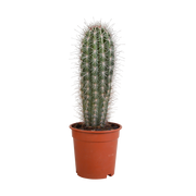 Zuilcactus Pachycereus pringlei, groenblauw, 17 cm, geen pot
