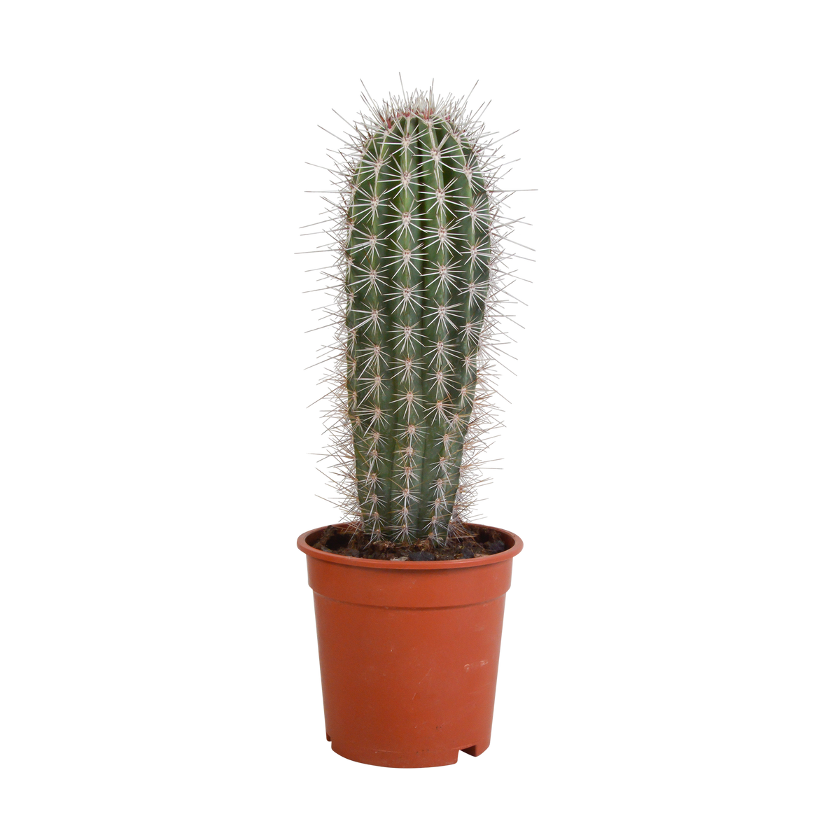 Zuilcactus Pachycereus pringlei, groenblauw, 17 cm, geen pot, plant in pot