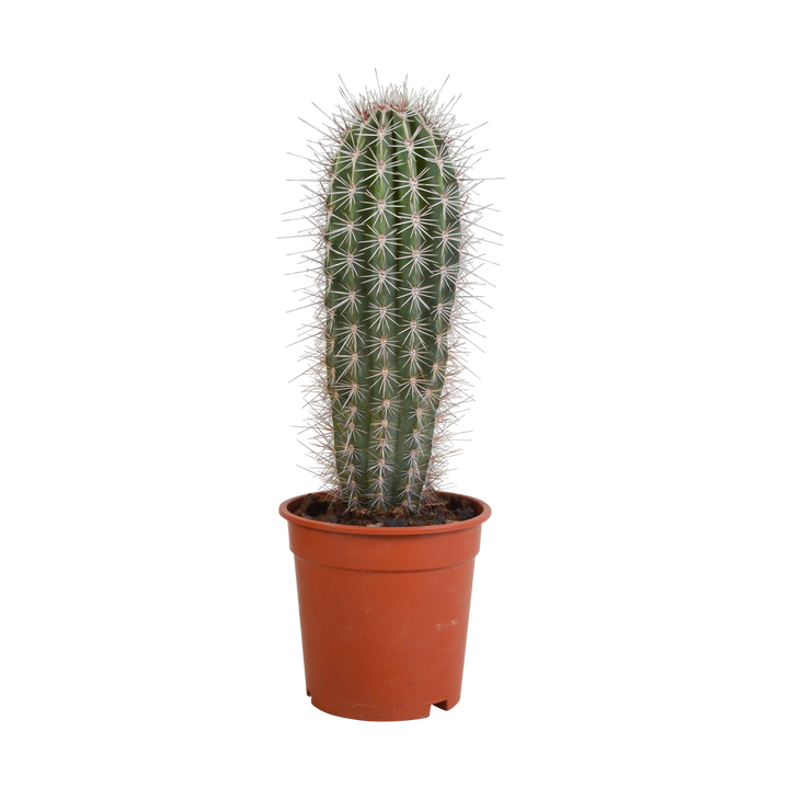 Zuilcactus Pachycereus pringlei, groenblauw, 17 cm, geen pot