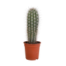 Zuilcactus Pachycereus pringlei, groenblauw, 17 cm, geen pot