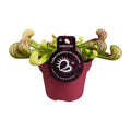 Productfoto van Sarracenia Psittacina