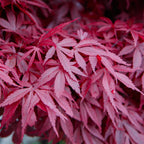 Japanse esdoorn Acer palmatum Skeetsers Broom, detail van het blad