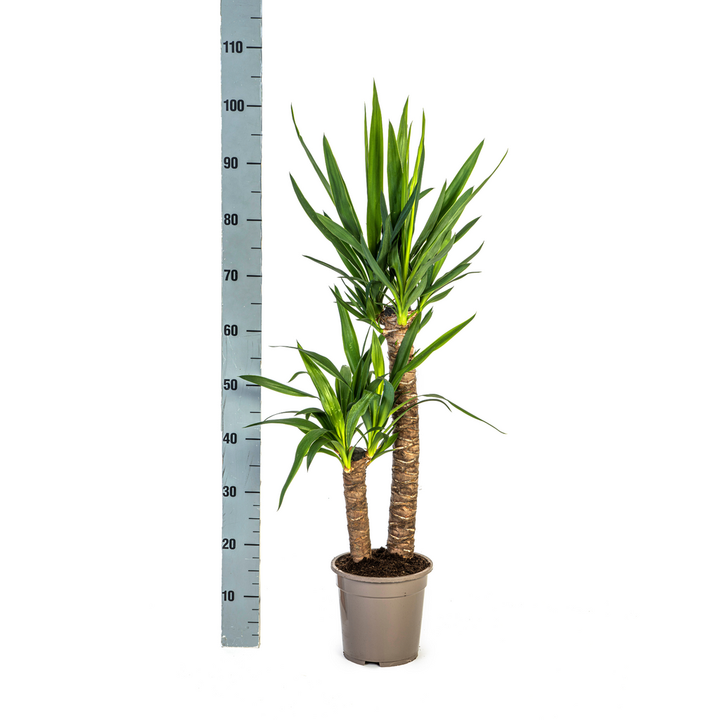 Yucca Elephantipes, kenmerkend blad