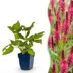 Duizendknoop amplexicaulis, groeiwijze van de plant