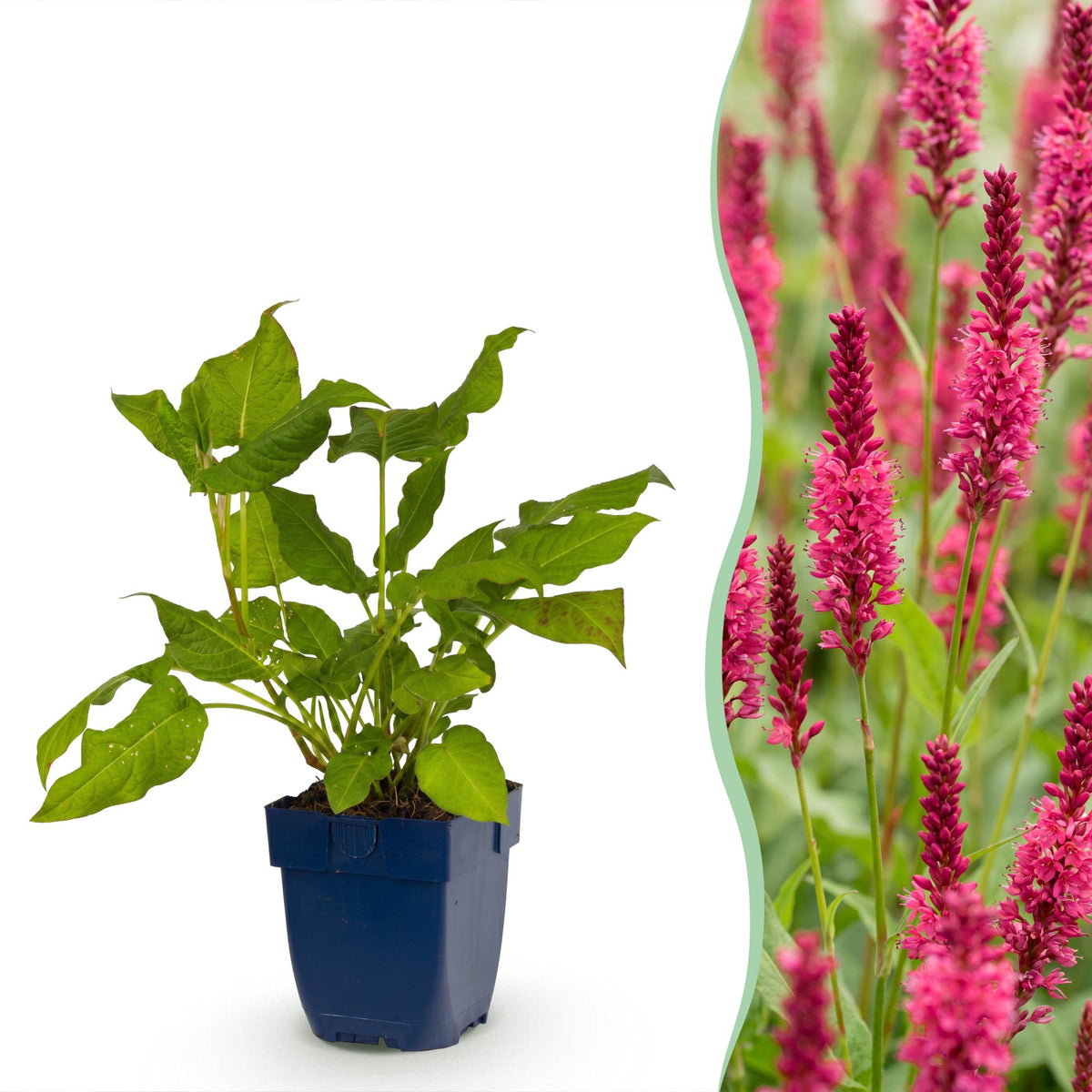 Duizendknoop amplexicaulis, groeiwijze van de plant