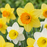 Grootbloemige narcissenmix bloembollen, geel-wit