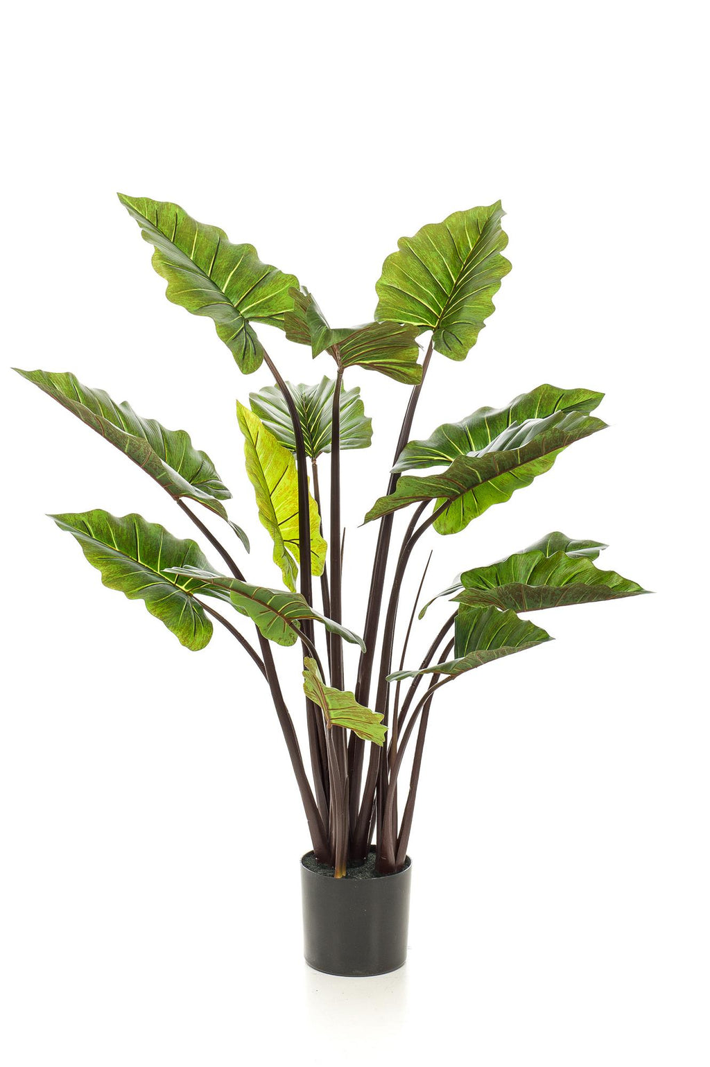 Productafbeelding van Pureplant