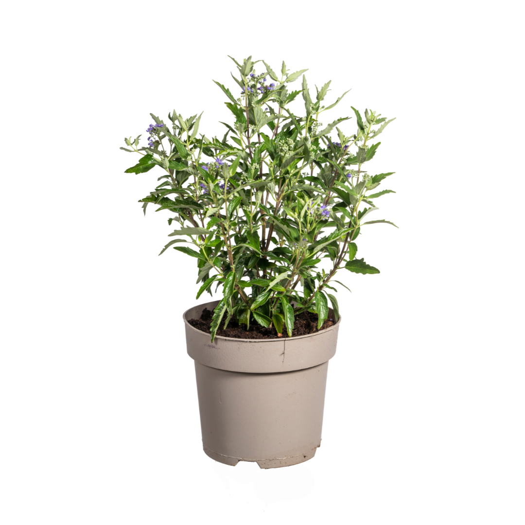 Caryopteris x Clandonensis, plant in pot