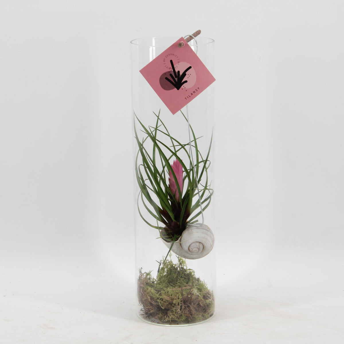 Productfoto van Tillandsia Cyanea
