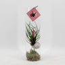 Tillandsia Cyanea