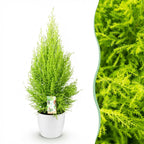 Cupressus Gold Crest Wilma, kenmerkend blad
