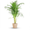 Areca Palm (Dypsis) met Zeegras mand naturel, detail van het blad