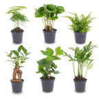 Planten set - 6 planten, plant in pot