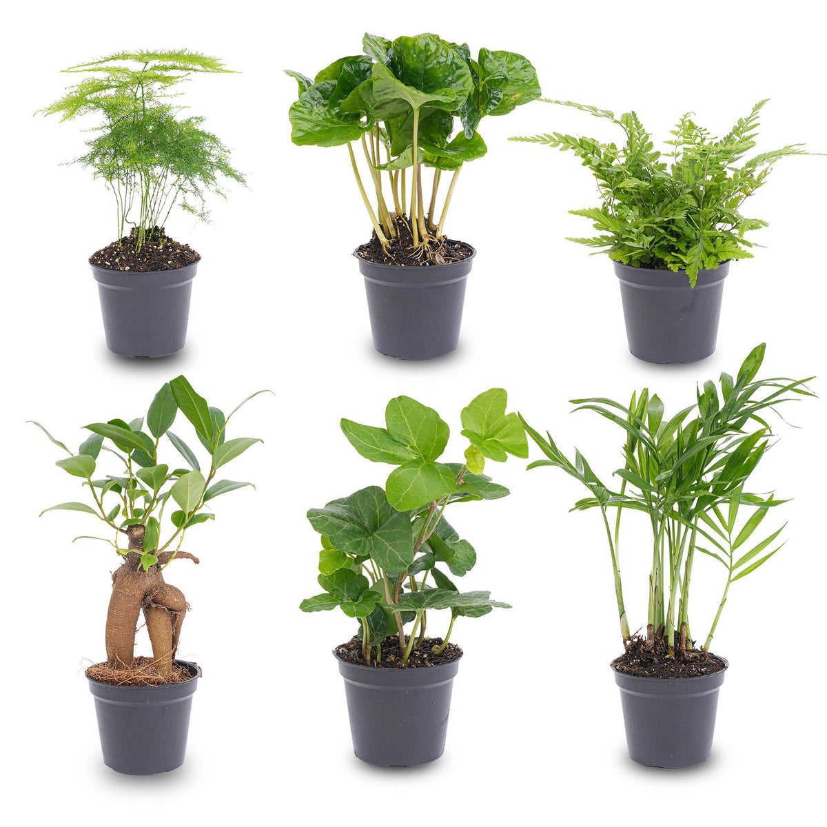 Planten set - 6 planten, plant in pot