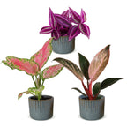 3x Baby Paradise Mix met Linnea Misty Blue met drie kleine tropische kamerplanten in kweekpotten