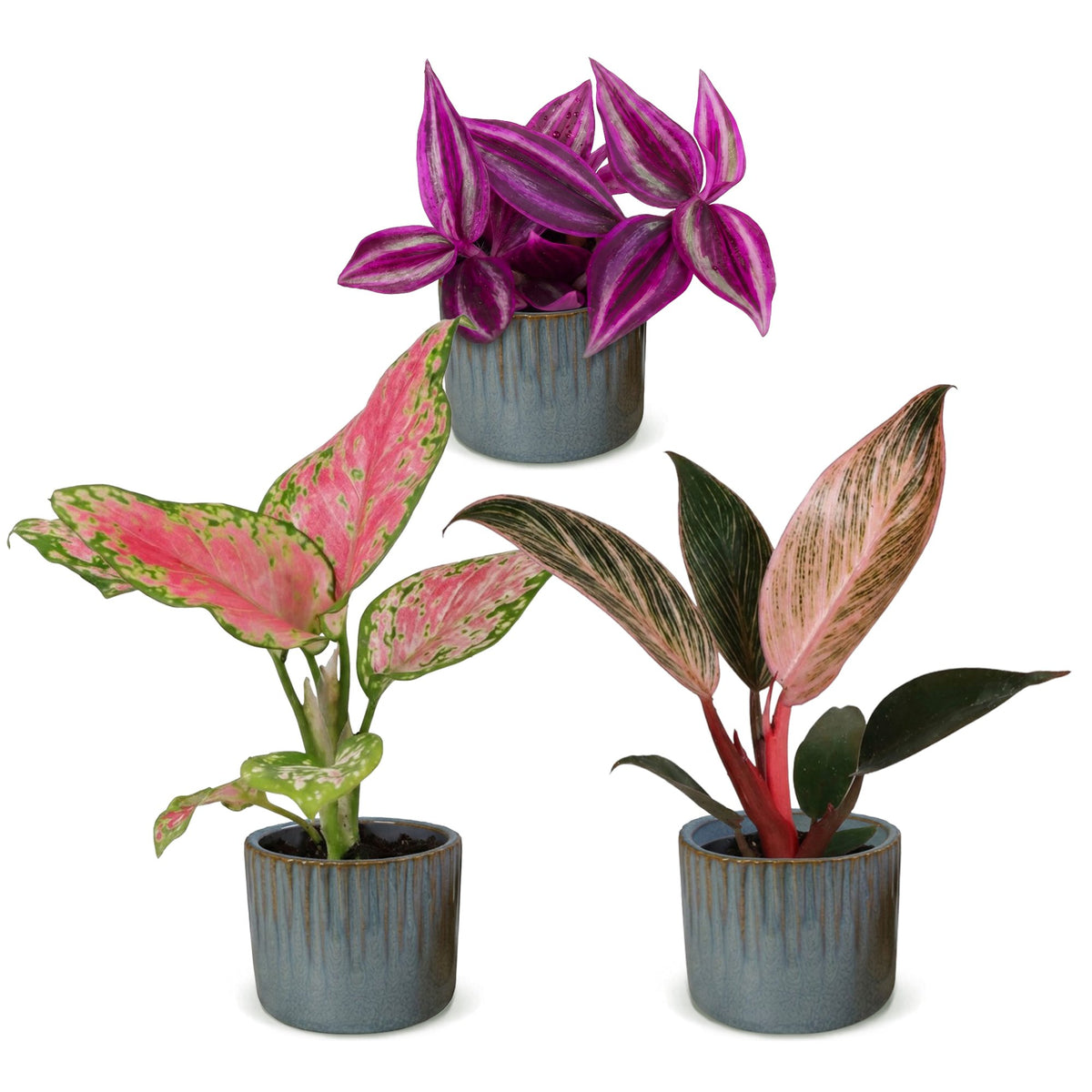 3x Baby Paradise Mix met Linnea Misty Blue met drie kleine tropische kamerplanten in kweekpotten