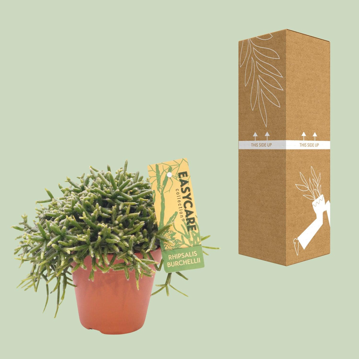 Detailfoto van Rhipsalis Burchellii