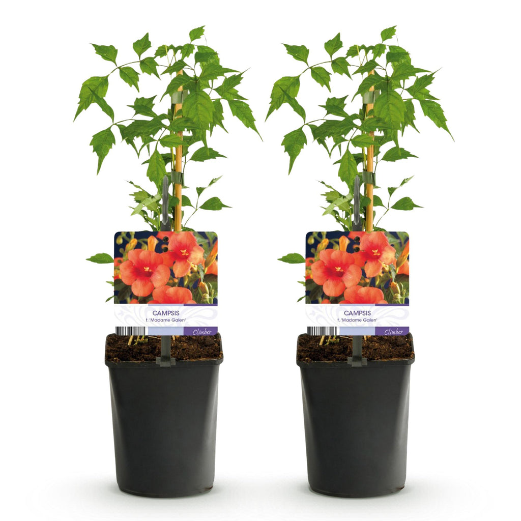 Campsis radicans Madame Galen, groeiwijze van de plant