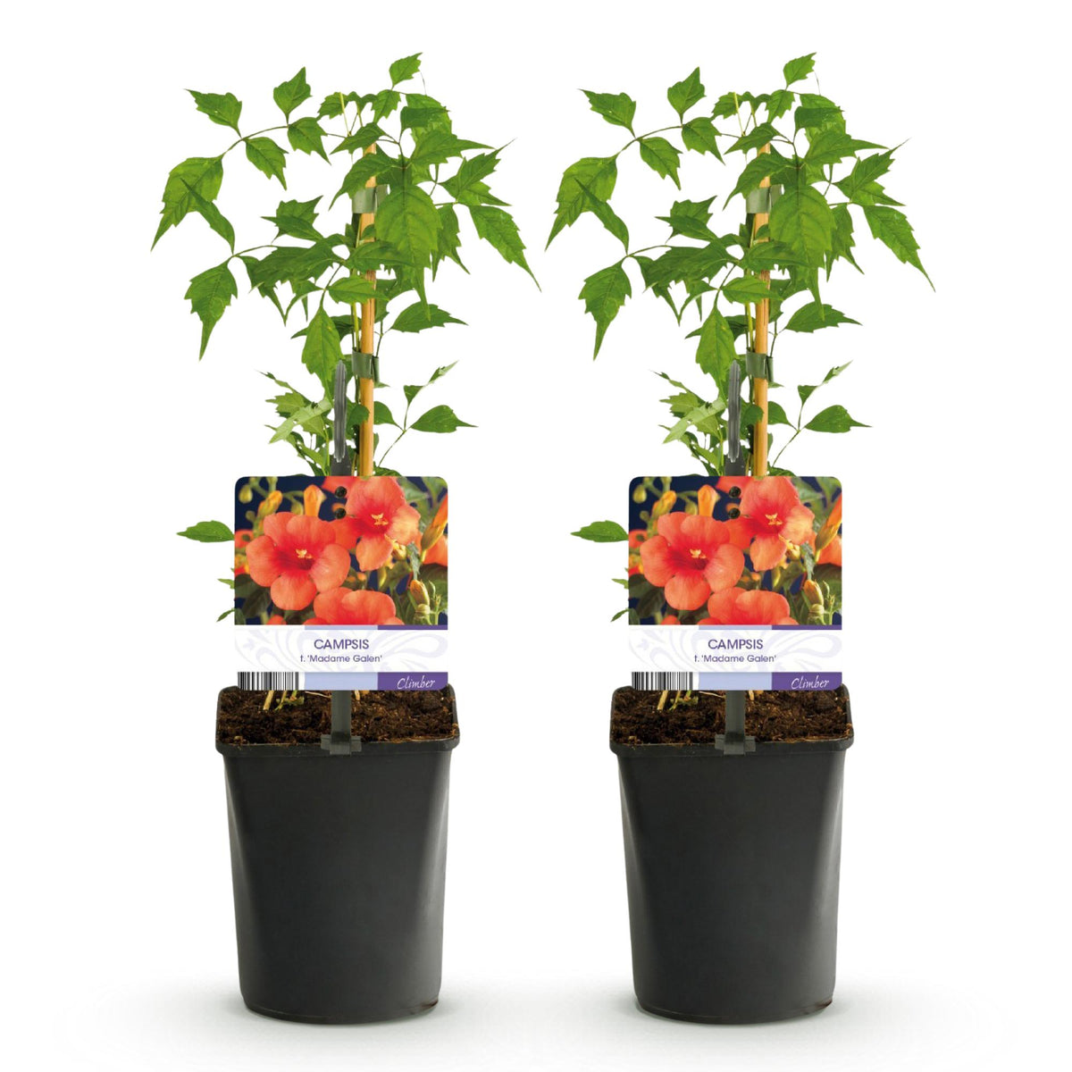 Campsis radicans Madame Galen, groeiwijze van de plant