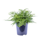Asplenium Parvati, plant in pot