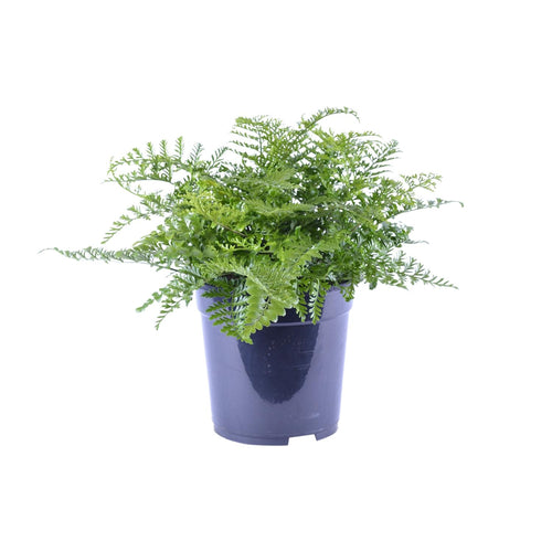 Asplenium Parvati, plant in pot