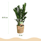 Zamioculcas met mand, groene bladeren
