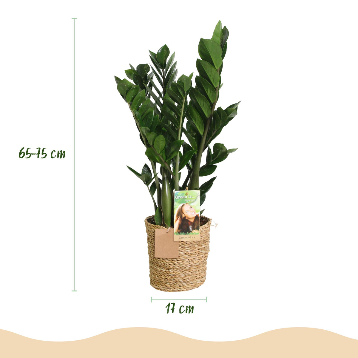 Zamioculcas met mand, groene bladeren