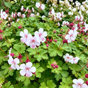 Geranium macr. Spessart - Ooievaarsbek - Bodembedekkend - Wit-Roze - 6 Planten