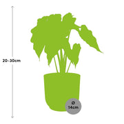 Alocasia Polly in ELHO Vibes Fold geel