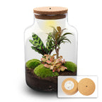 DIY Planten terrarium met licht - Milky Palm, groene bladeren