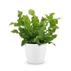 Asplenium Crispy Wave met witte pot, kenmerkend blad