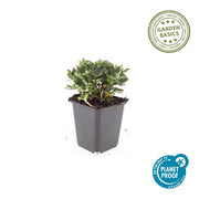 Potentilla tridentata &