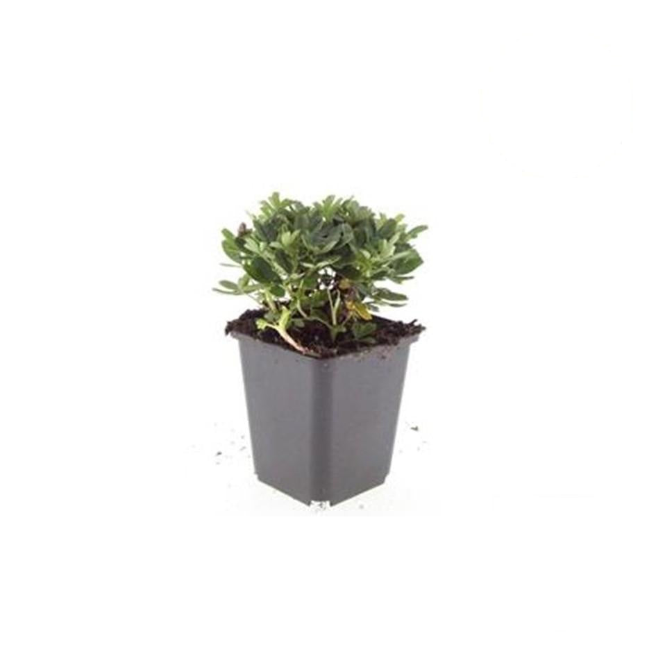 Potentilla tridentata 'Nuuk', groene bladeren