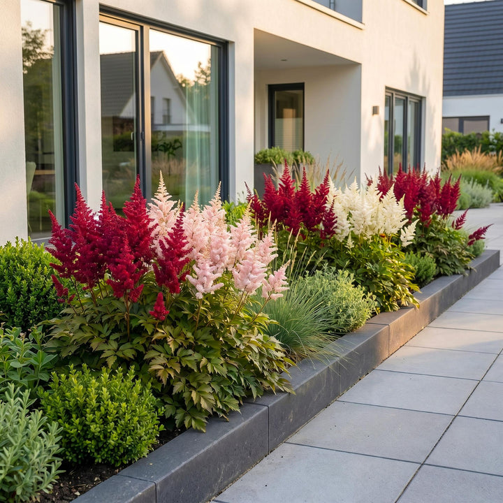Pluimspirea Tricolour