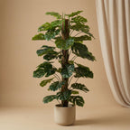 Monstera on pole, sierlijke plant