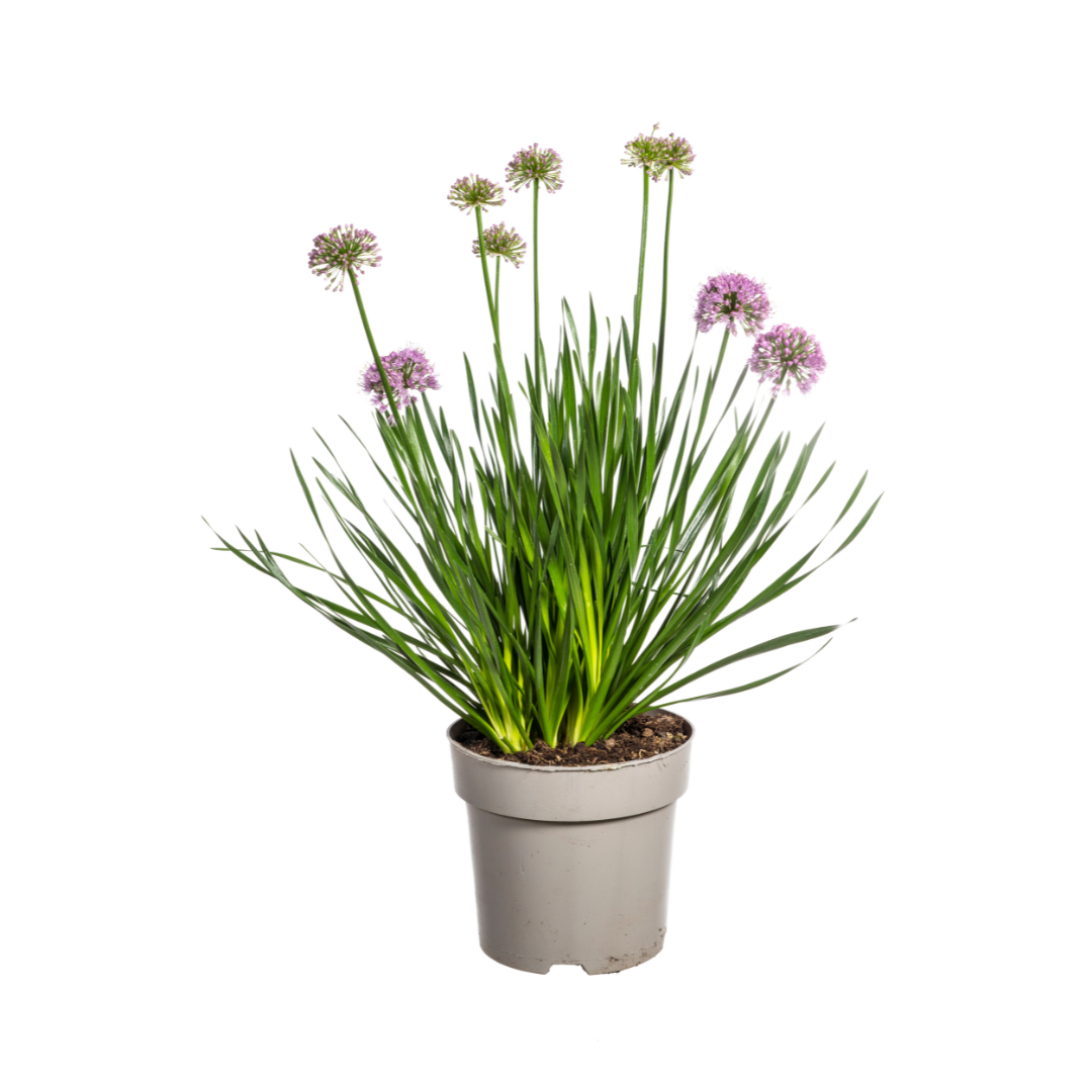 Allium Senescens Millenium, kenmerkend blad