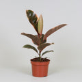 Productafbeelding van Pureplant