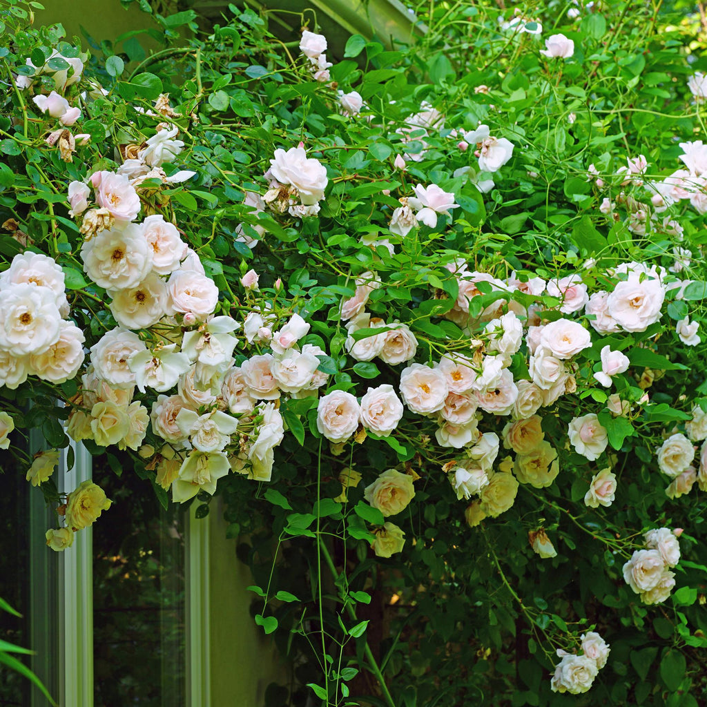 2x Rosa New Dawn - Bloem Licht roze, detail van het blad