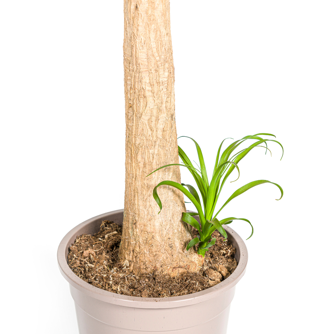 Beaucarnea Recurvata Stam, kenmerkend blad