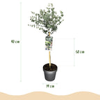 Eucalyptus gunni Azure, groene bladeren