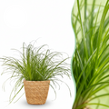 Cyperus alternifolius Zumula met mand, in pot