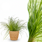 Cyperus alternifolius Zumula met mand, in pot