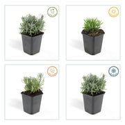 Lavandula &