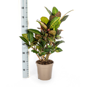 Codiaeum &