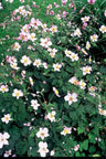 12x Anemone tom. 'Robustissima'
